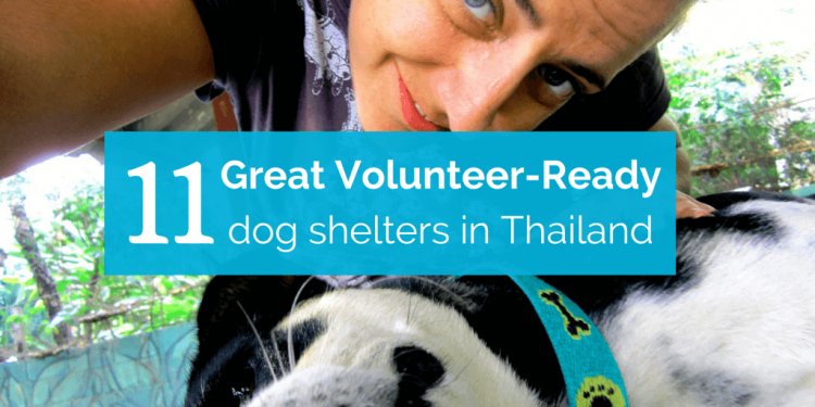 11 Great Volunteer-Ready Dog