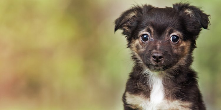 Browse pet adoption sites