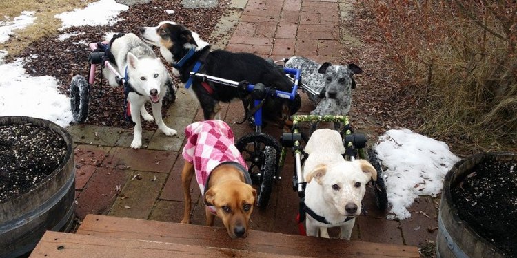 Dogs With Disabilities Get New