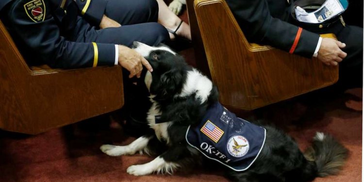 A fire rescue dog is pictured