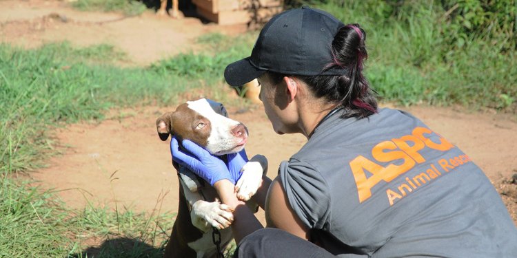 About Us | ASPCA