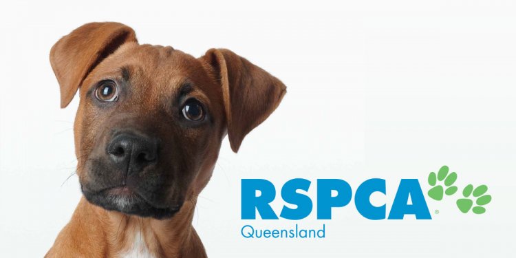 Adopt a Pet | RSPCA Queensland