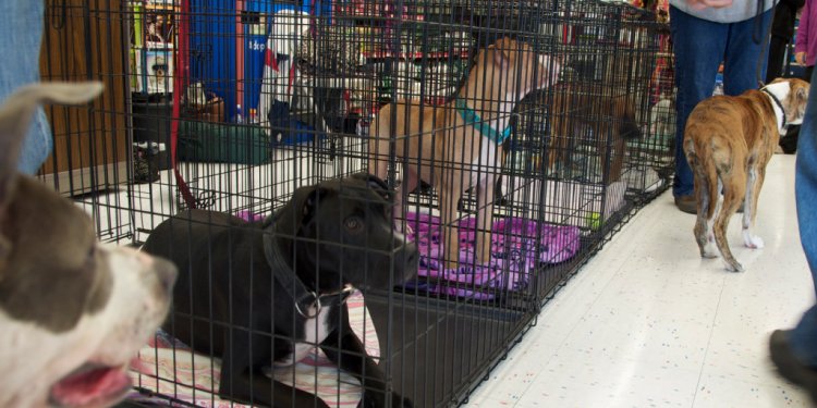 Pet Adoption Events Southwest