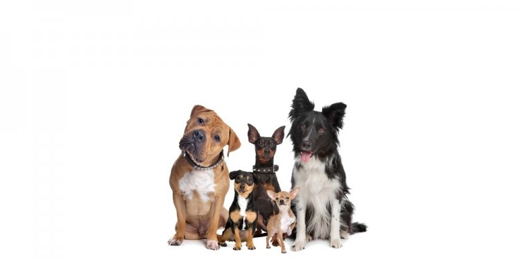 Adoption Process