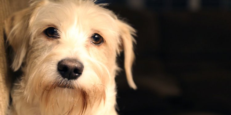 ALPHA Canine Sanctuary - Dog