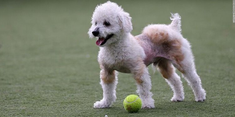 Stewie, a 10-month-old poodle