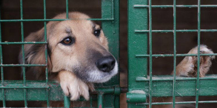 An Oklahoma Animal Shelter Is