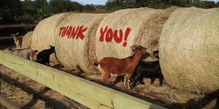 Hay-drive-thank-you