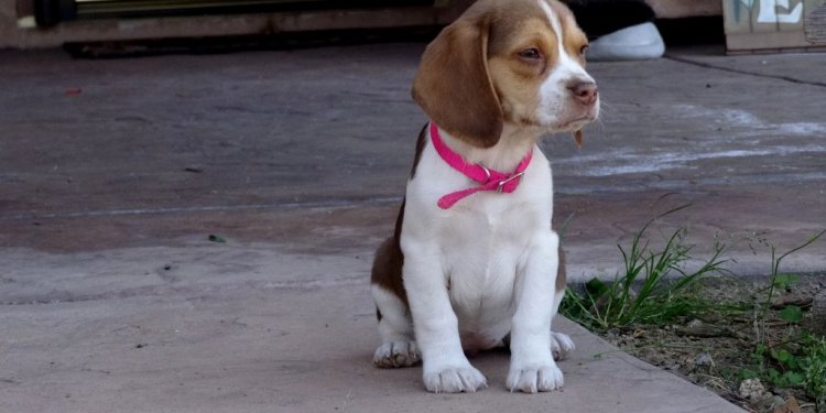 Small Beagle Puppies