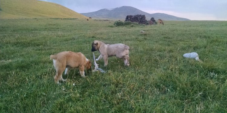 Armenian Armenia Breed