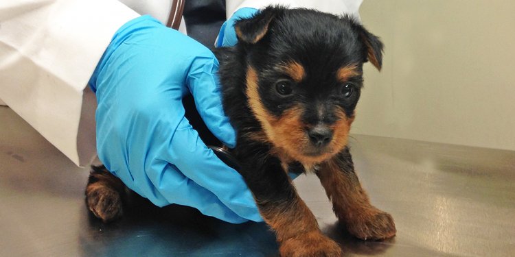 ASPCA Cares for Yorkie Puppies