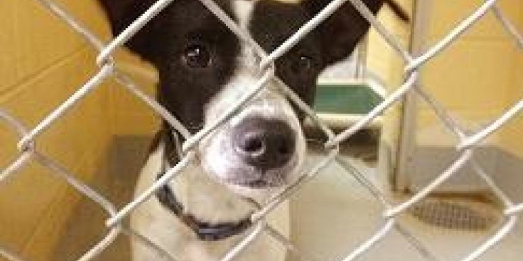 BA animal shelter offering