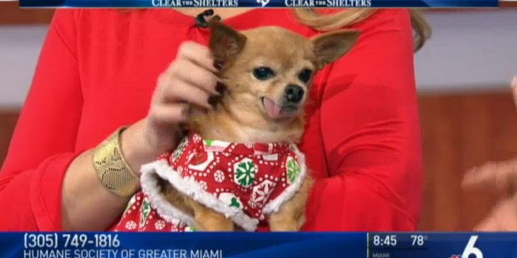 Clear the Shelters: Nadine