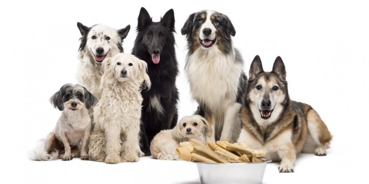 Group of dogs with a bowl full