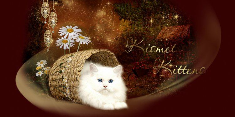 Best Quality Persian Kittens