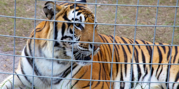 Big Cat Rescue - Tampa