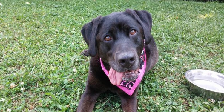 Black dogs are beautiful!