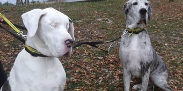 Blind Great Dane turns on her