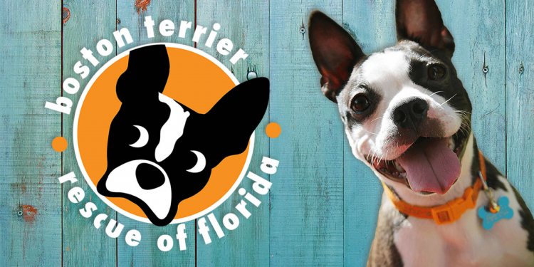 Boston Terrier Rescue of