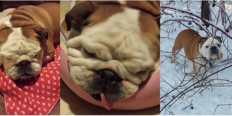 Long Island Bulldog Rescue