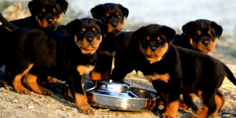 Rottweiler Puppies Mn