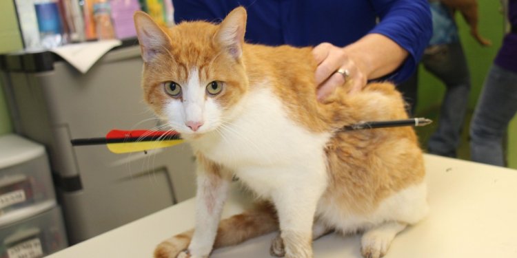 Cat Shot in Chest with Arrow