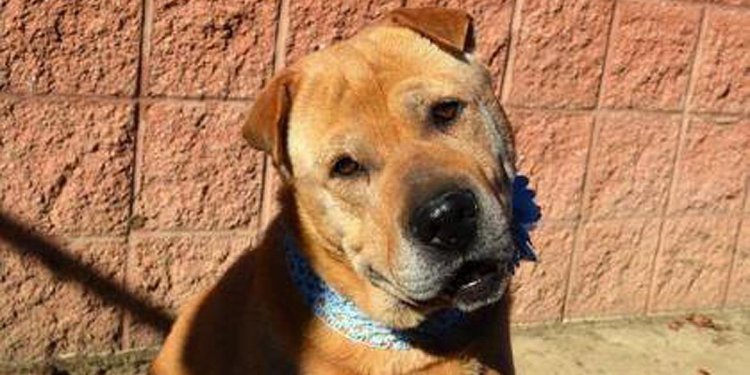 A dog who helped rescue a cat