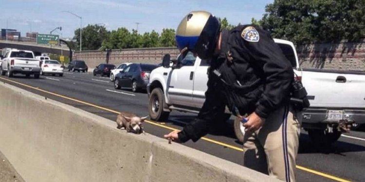 Chihuahua Rescue on Highway