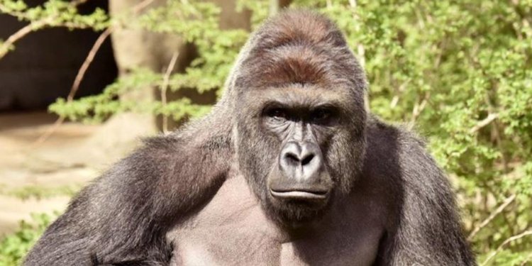 Cincinnati Zoo Could Face