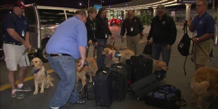 Comfort dogs at Orlando