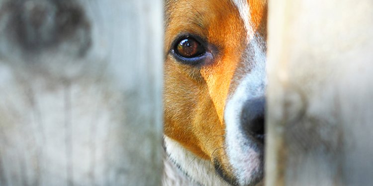 Cruelty Investigations - Pet