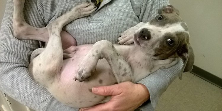 He is available for adoption