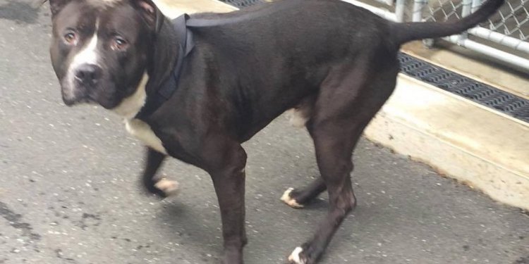 Dog at Hartford Animal Shelter