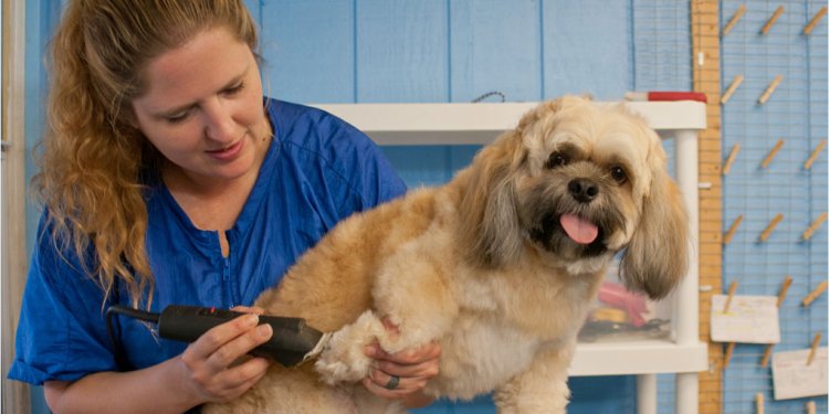 Dog Grooming