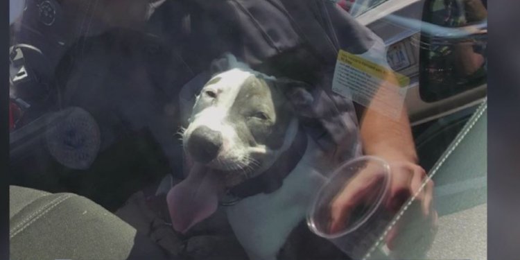 Dog locked in hot car at
