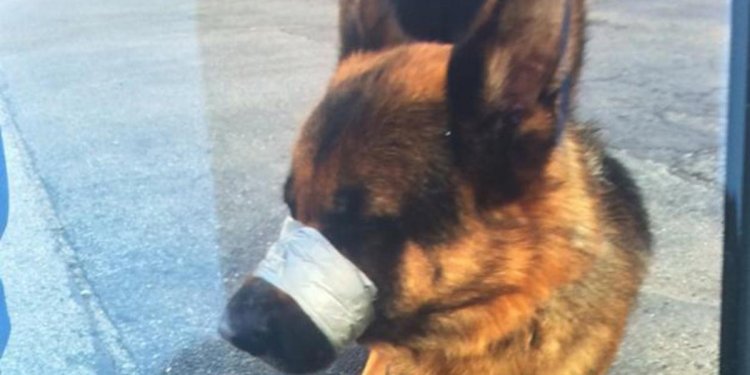 Dog with muzzle taped shut