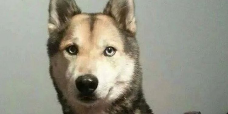 Dog s killer sentenced in
