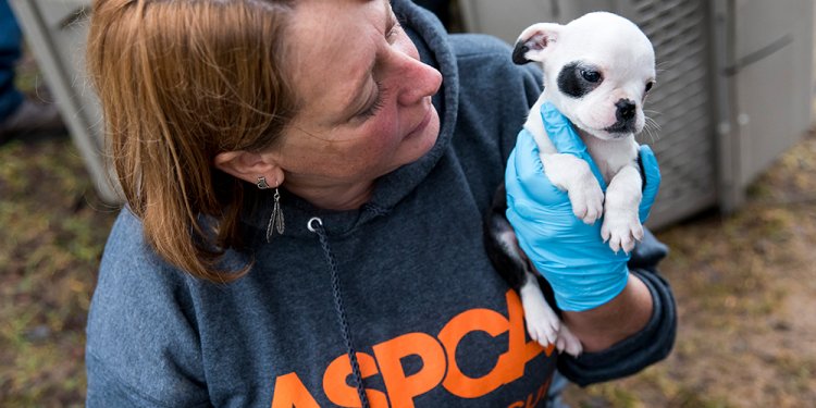 In Rescuing 50 Dogs from