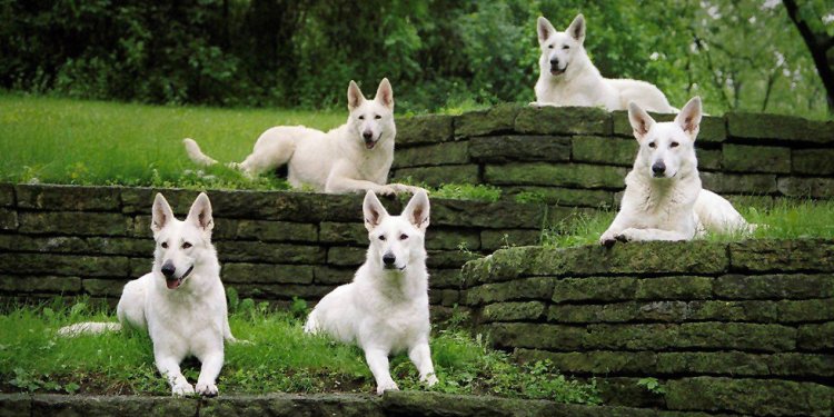 Echo Dogs White Shepherd