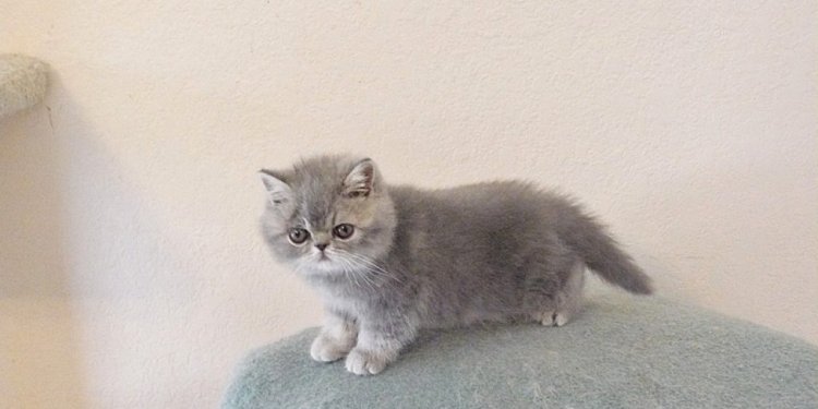 Exotic Shorthair Kittens For