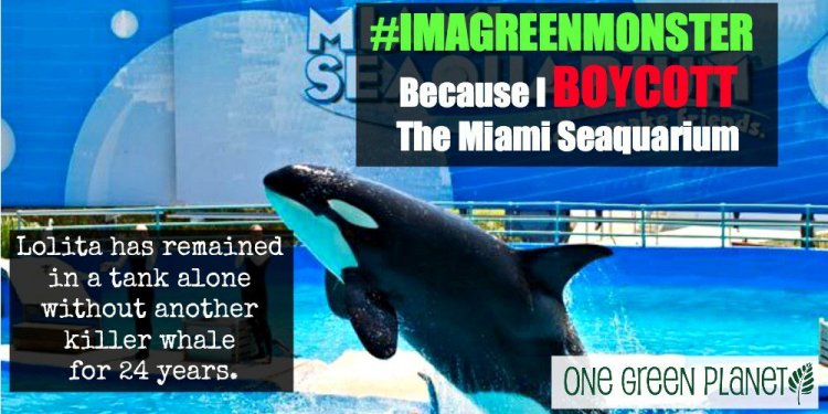 The Miami Seaquarium: Cruel