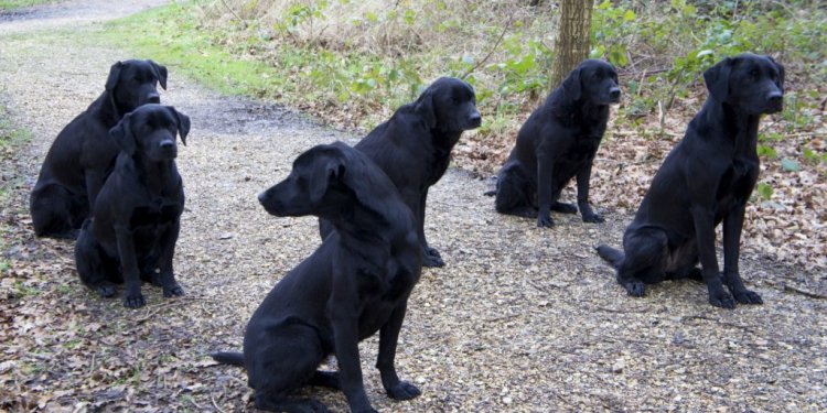 Labrador-training