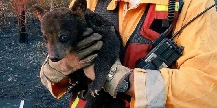 Firefighters Rescue Baby Bear