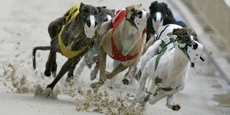 To report greyhound deaths