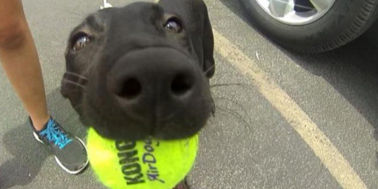 VIDEO: Champion Shelter Dogs