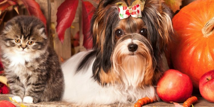 Thanksgiving Pet Dangers