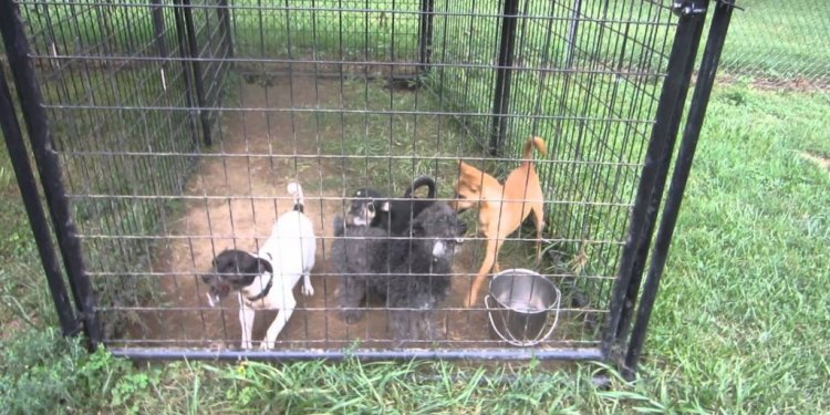 Animal Rescue: Cincinnati