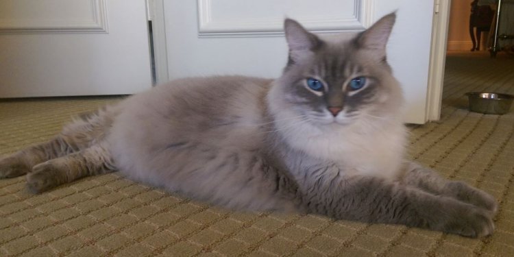 Ragdoll Mix Cat For Adoption