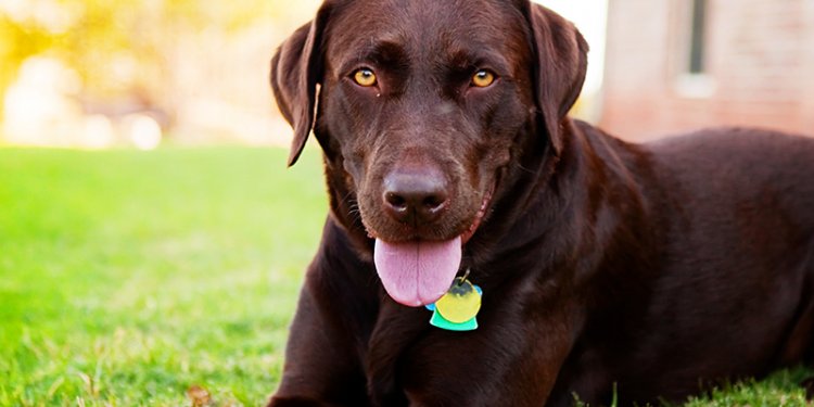 Golden Lab