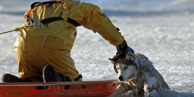 Boston firefighter saves dog